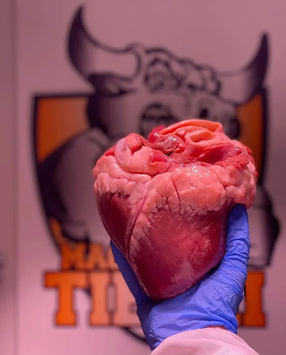 Un cuore bovino tenuto in mano davanti al logo Tiberi sulla parete